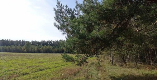 Ограничения на посещение лесов действуют в трех районах Беларуси