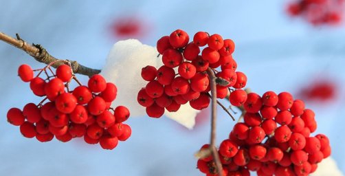 Небольшой снег и до -13°С ожидается в Беларуси 10 января