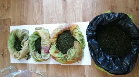 Житель Жлобина хранил в квартире почти полкило марихуаны
