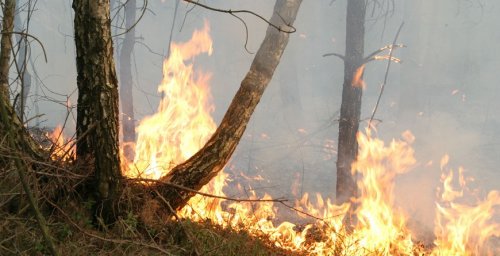 Более 1 тыс. лесных пожаров произошло в Беларуси в 2020 году