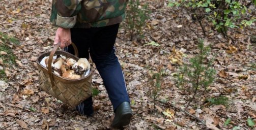 В Мстиславском районе ищут в лесу женщину