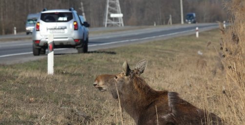 Легковушка сбила лося в Гомельском районе